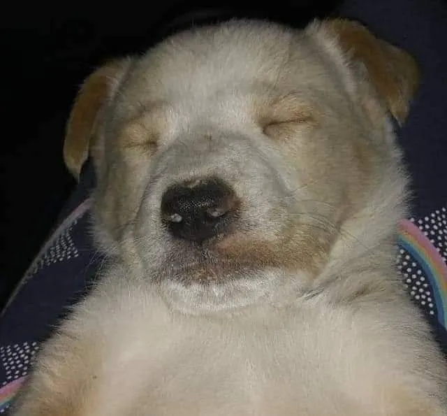 perro sleepeado