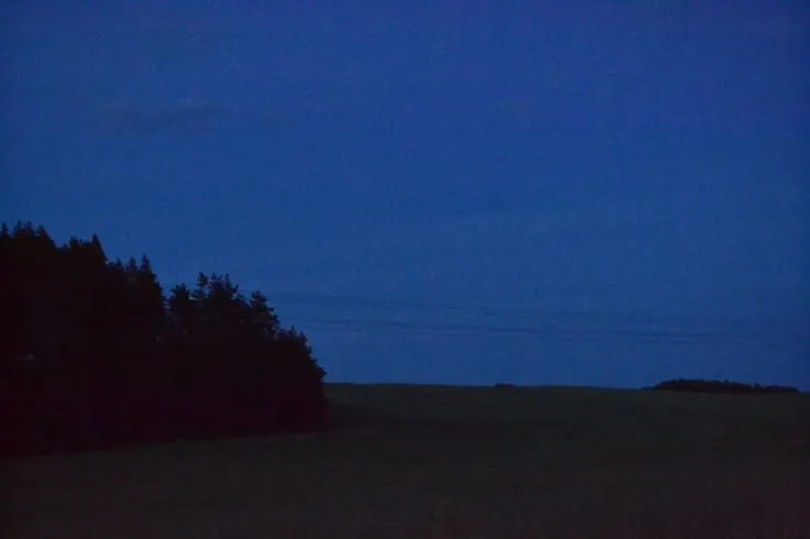 Árboles en cielo azul